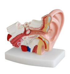 3D Kulak Anatomi Maketi, KBB Maket, 1.5 Kat Büyütülmüş Ölçekli Tek Parça